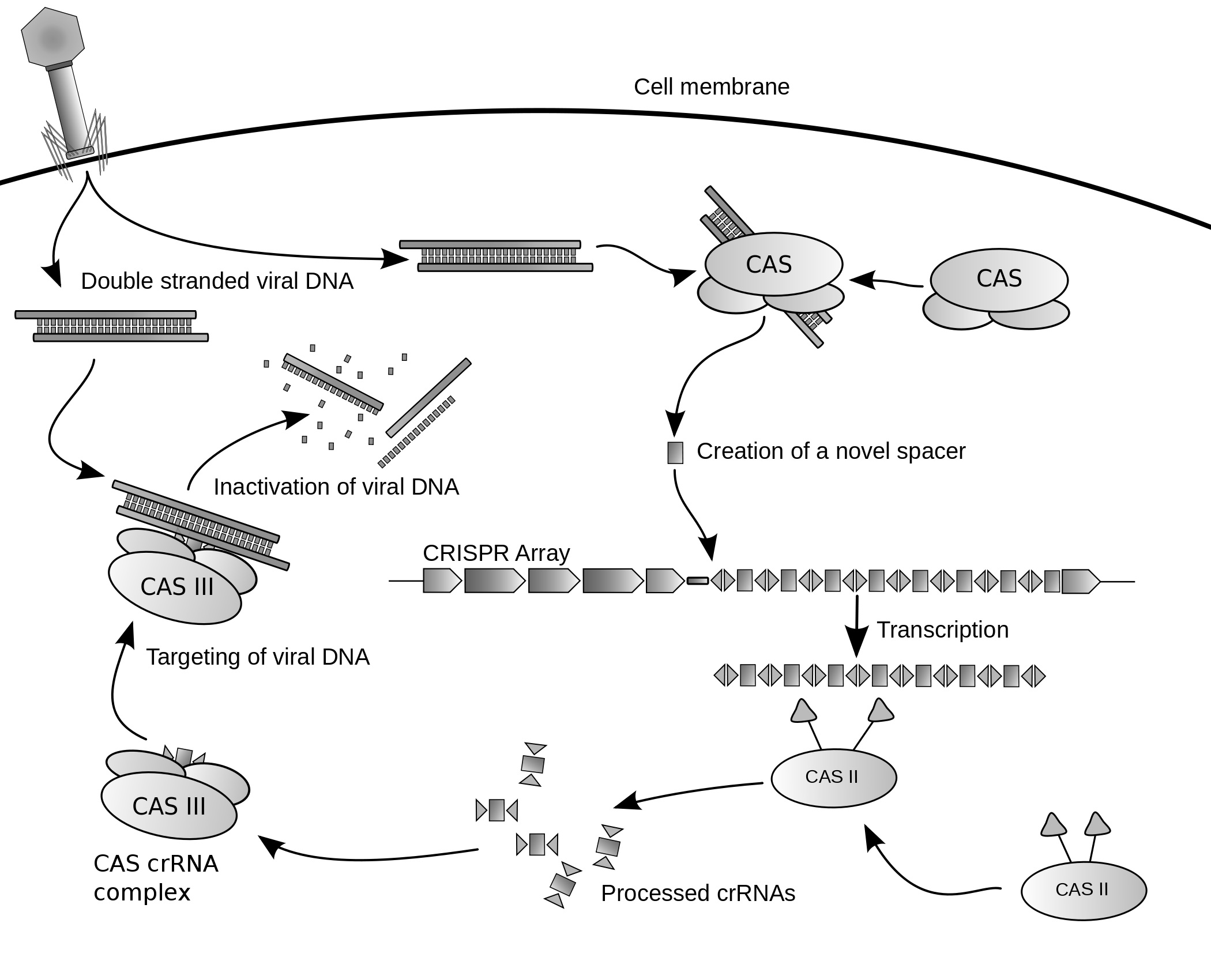 CRISPR Outline